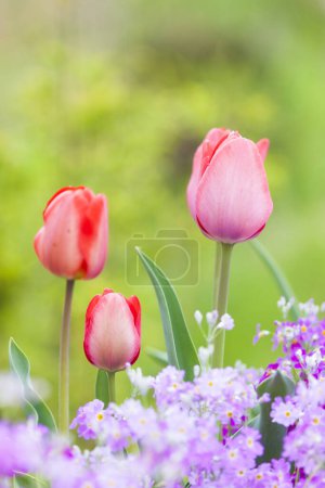 Photo for A group of tulip flowers with a blurry background - Royalty Free Image