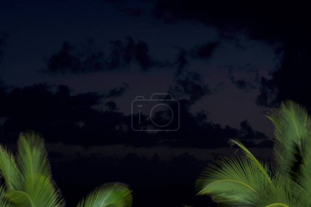 Téléchargez les photos : Magnifique fond tropical avec des palmiers et un ciel sombre la nuit - en image libre de droit