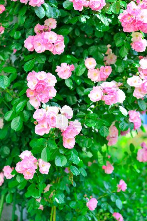 Téléchargez les photos : Un buisson de roses roses aux feuilles vertes - en image libre de droit