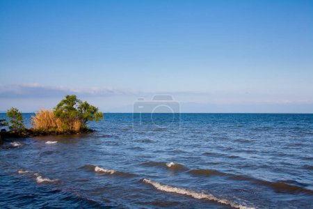 Téléchargez les photos : Arbres verts près de la côte de mer - en image libre de droit