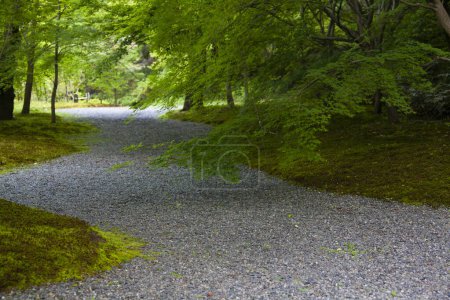 Téléchargez les photos : Path between the trees in summer park - en image libre de droit