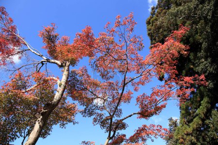 Téléchargez les photos : Vue à angle bas des arbres d'automne dans la forêt - en image libre de droit