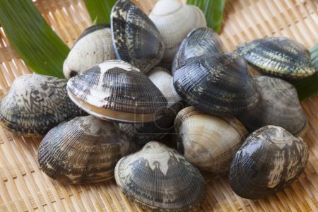 Photo for Seafood on a bamboo mat. Fresh clams - Royalty Free Image