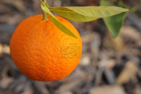 close-up view of ripe orange fruit on tree in garden              
