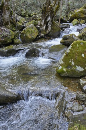 Téléchargez les photos : Beau paysage avec ruisseau pittoresque dans les montagnes - en image libre de droit