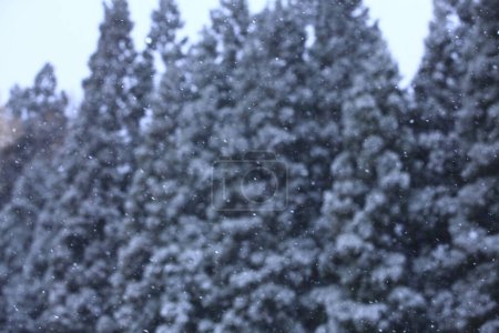 Foto de Hermoso bosque de invierno, árboles cubiertos de nieve, naturaleza - Imagen libre de derechos