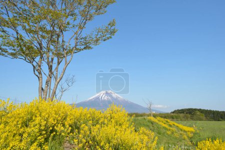 Photo for Mountain fuji and yellow flowers in Japan - Royalty Free Image
