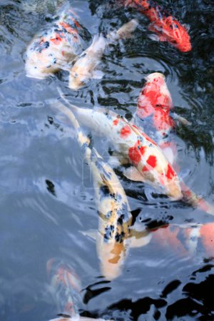 Téléchargez les photos : Beaux poissons koï nageant dans l'étang, vue rapprochée - en image libre de droit