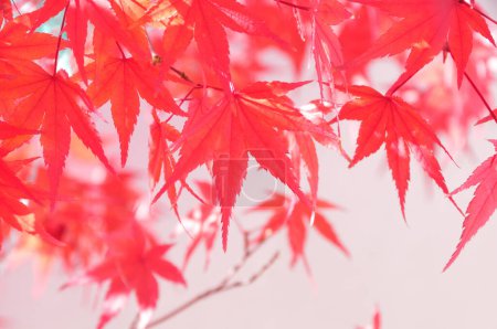 Foto de Hermosas hojas de arce rojo en la temporada de otoño - Imagen libre de derechos