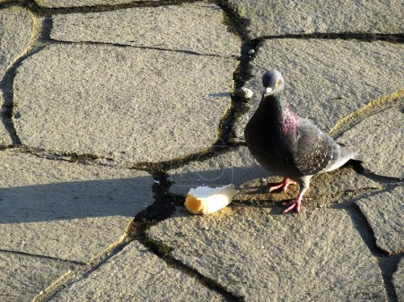 Téléchargez les photos : Un gros plan de pigeon mangeant un pain dans le parc - en image libre de droit
