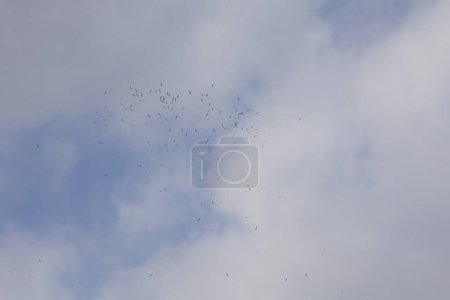 Téléchargez les photos : Troupeau de mouettes volant dans un ciel bleu - en image libre de droit