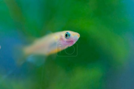 Foto de Hermoso pececito de colores en un acuario - Imagen libre de derechos