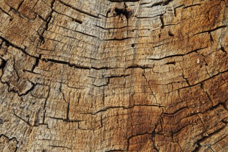 Foto de Textura de madera vieja para el fondo - Imagen libre de derechos