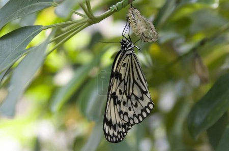 Téléchargez les photos : Beau papillon sur une feuille - en image libre de droit