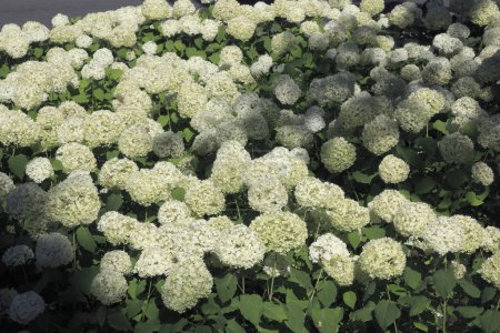 Téléchargez les photos : Fleurs d'hortensia blanches sur un fond de feuilles vertes - en image libre de droit