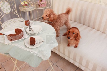 Foto de Perros lindos cerca de mesa decorada con pastel de chocolate - Imagen libre de derechos