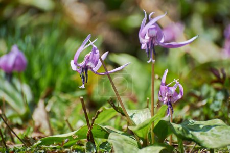 Téléchargez les photos : Close - plan de fleurs violettes dans le jardin - en image libre de droit