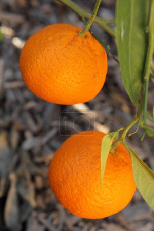 Téléchargez les photos : Vue rapprochée des oranges mûres sur l'arbre dans le jardin - en image libre de droit