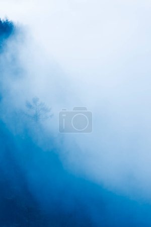 Téléchargez les photos : Mystérieuse forêt d'hiver dans la brume, beau paysage d'arbres brumeux - en image libre de droit