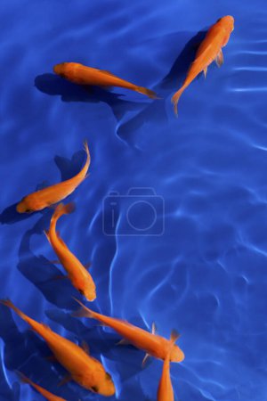 Photo for Orange koi carps in the water, fish swimming in aquarium - Royalty Free Image