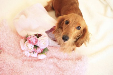 Foto de Retrato de lindo perro con ramo de flores - Imagen libre de derechos