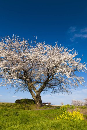 Foto de Flores de cerezo en primavera - Imagen libre de derechos