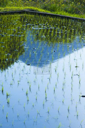 Foto de Reflejo del agua en un arrozal en el campo - Imagen libre de derechos