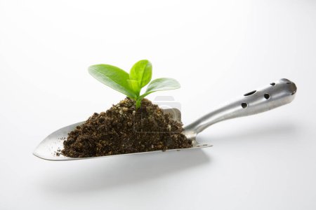 Photo for Shovel with soil and growing green plant on white background - Royalty Free Image