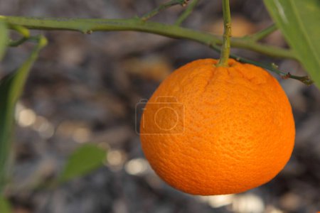 Photo for Close-up view of ripe orange fruit on tree in garden - Royalty Free Image