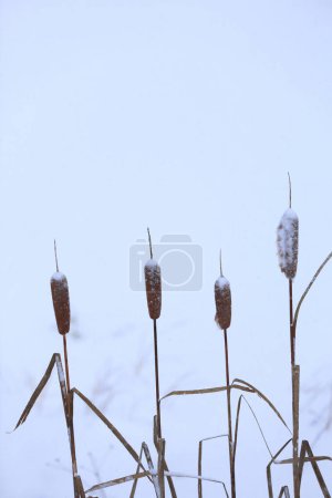 view of winter park with frozen lake and Typha latifolia plants, better known as broadleaf cattail