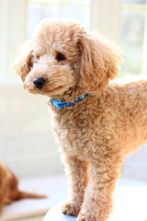 Photo for Cute poodle dog in home, close up - Royalty Free Image