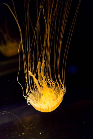 Foto de Vista de cerca de medusas flotando en el agua - Imagen libre de derechos