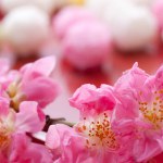 close-up view of beautiful spring blossoms and sweet colorful candies            