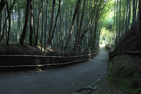 hermosa vista del bosque de bambú en Kyoto, Japón