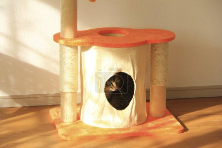 Téléchargez les photos : Portrait de chat mignon assis dans la maison de chat - en image libre de droit