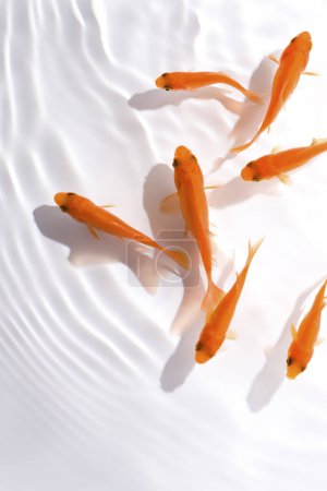 Téléchargez les photos : Carpes de koï orange dans l'eau, poissons nageant dans l'aquarium - en image libre de droit