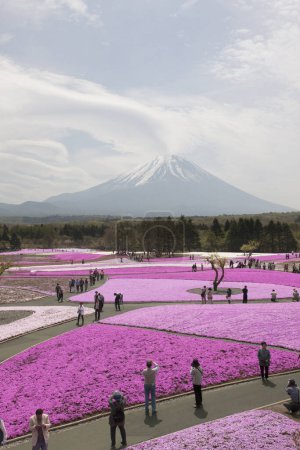 Téléchargez les photos : Vue imprenable sur la floraison des fleurs roses et la montagne Fuji au Japon - en image libre de droit