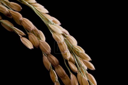 Photo for Close up of rice spike on black background - Royalty Free Image
