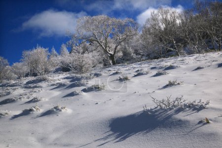 Téléchargez les photos : Beau paysage hivernal avec des arbres enneigés dans les montagnes - en image libre de droit