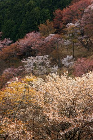 Foto de Tiempo de flor de cerezo en Japón - Imagen libre de derechos