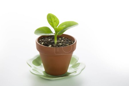 Téléchargez les photos : Petite plante dans un pot de fleurs sur fond blanc - en image libre de droit