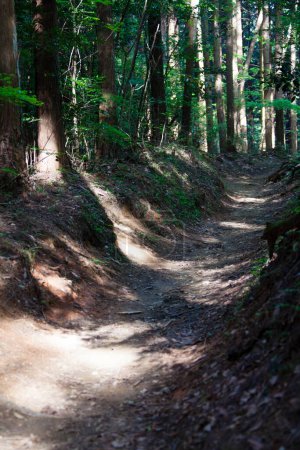 Téléchargez les photos : Belle scène avec sentier et arbres verts dans la forêt - en image libre de droit
