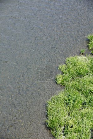 Photo for Water surface of a river and green grass in the summer. - Royalty Free Image