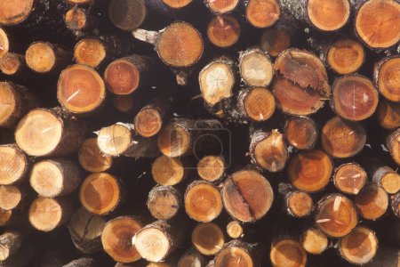 Foto de Gran pila de troncos de madera en un bosque de pinos. El concepto de deforestación - Imagen libre de derechos