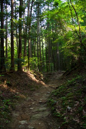 Téléchargez les photos : Belle scène avec sentier et arbres verts dans la forêt - en image libre de droit