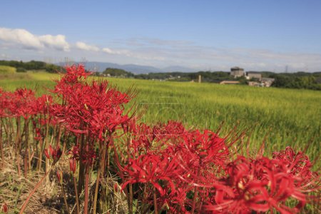 Rote Spinnenlilie oder Traubenamaryllis blüht in Japan