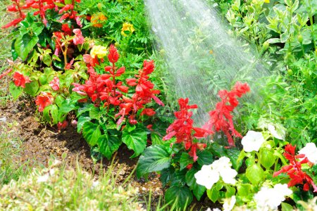 Téléchargez les photos : Fleurs colorées dans le jardin d'été - en image libre de droit