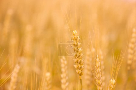Foto de Campo de trigo. hermosas orejas doradas en el campo de cerca. - Imagen libre de derechos