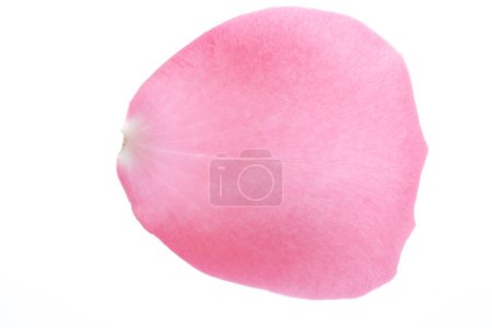 Téléchargez les photos : Belle pétale de rose isolé sur fond blanc - en image libre de droit