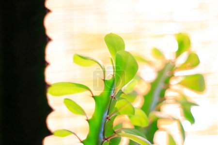 Foto de Primer plano de planta de interior verde con hojas verdes sobre fondo borroso - Imagen libre de derechos